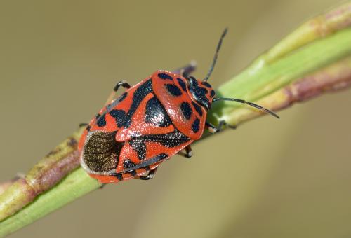 Réf. 327 535 : Eurydema ornata